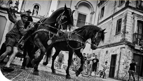 SANTOLIVO. REQUIEM PER UN ALBERO � Il libro